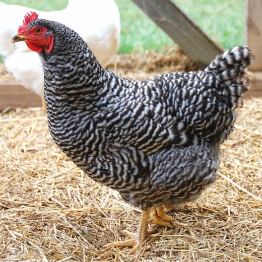 plymouth rock hens for sale