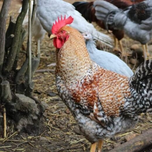 bielefelder roosters for sale