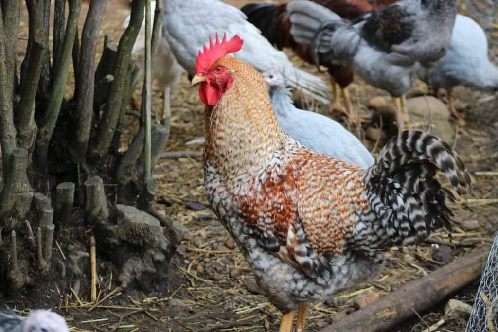 bielefelder roosters for sale
