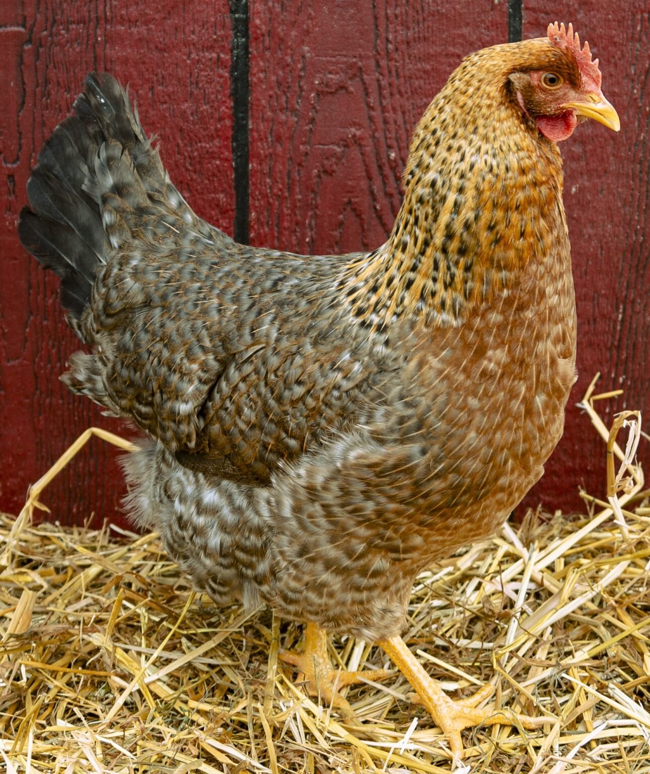 bielefelder roosters for sale - Image 4