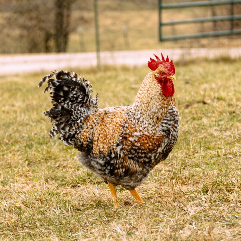 bielefelder roosters for sale - Image 5