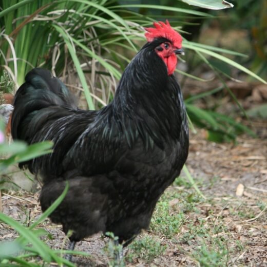 Black Australorp