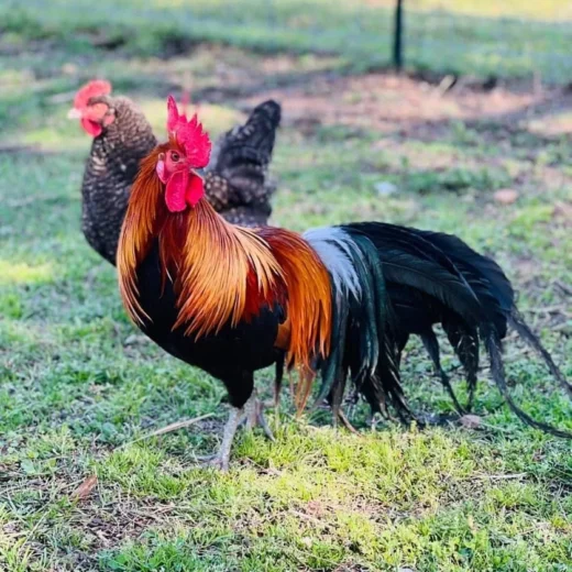 BLACK BREASTED BROWN RED STANDARD OLD ENGLISH CHICKS, NOT SEXED