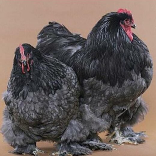 Buy Black Cochin Standard Chicken For Sale