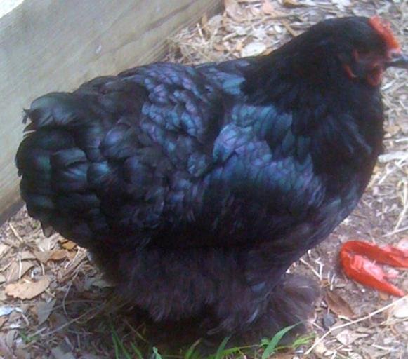 Buy Black Cochin Standard Chicken For Sale - Image 2