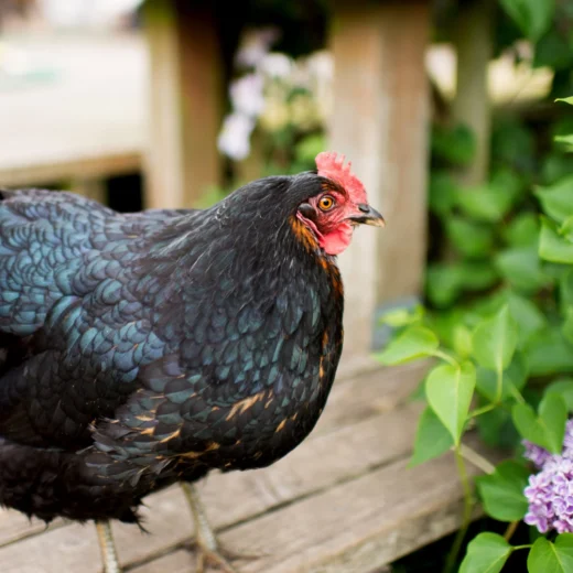 Black Giant Chickens