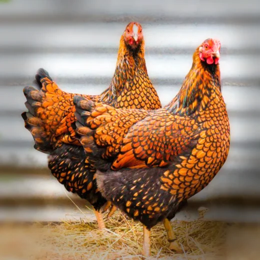 Red Laced Gold Wyandotte