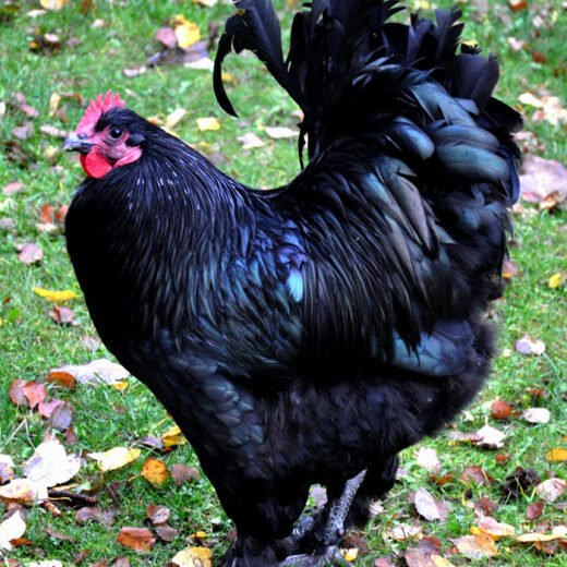 Black Langshan