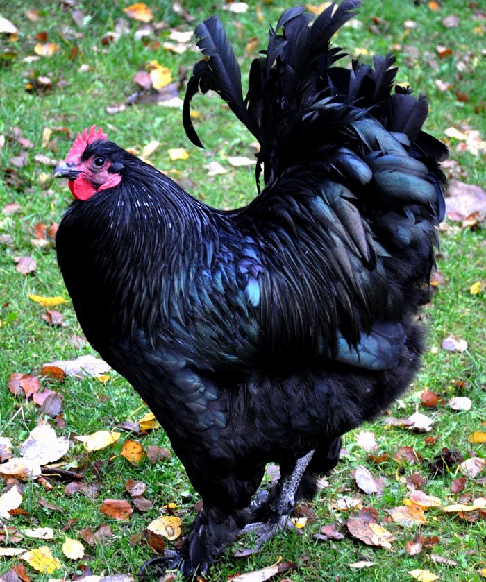 Black Langshan