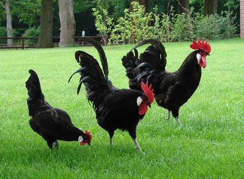 Black Minorcas