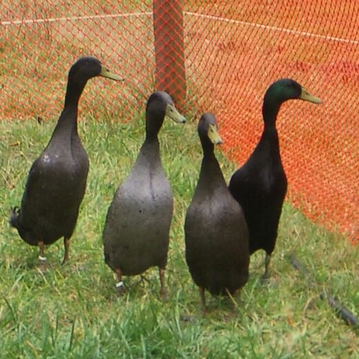 Buy Black Runner Ducks For Sale