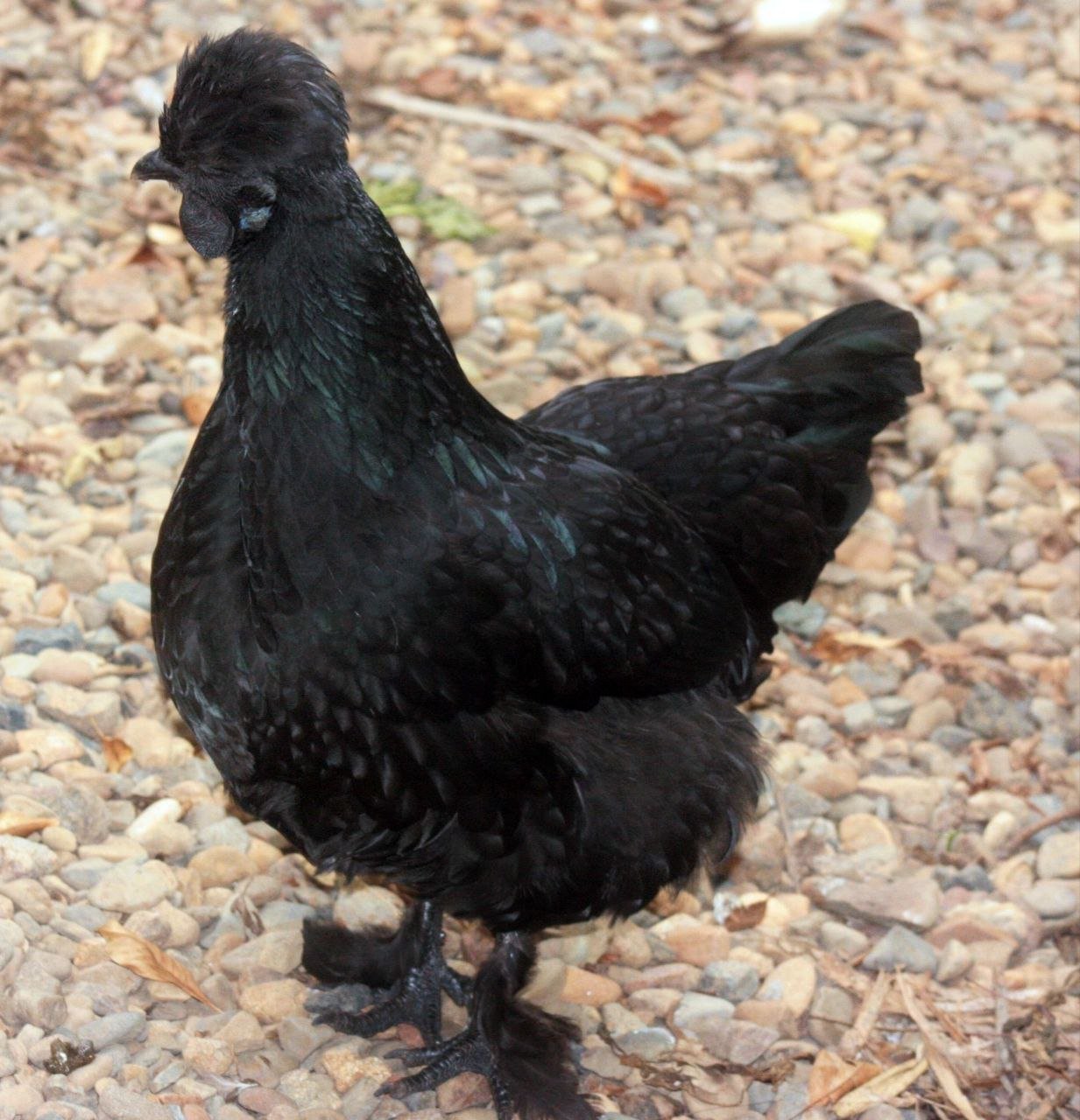 Buy Black Silkie Bantam For Sale - Image 2