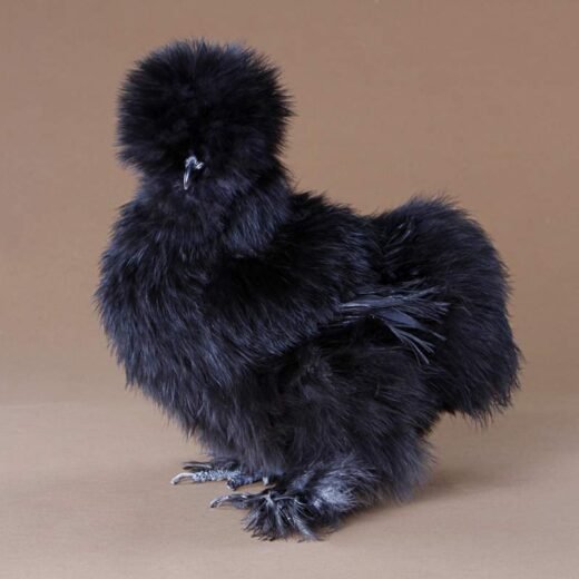 Buy Black Silkie Bantam For Sale