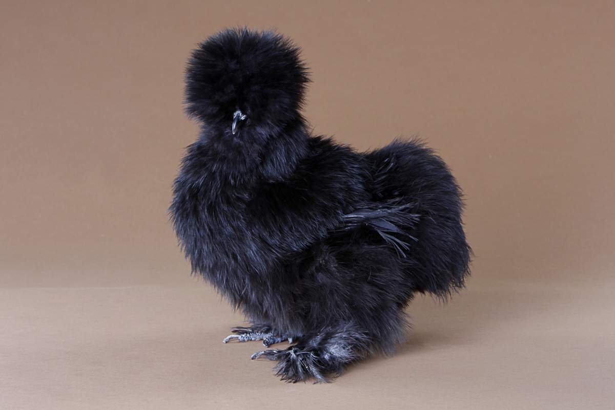 Buy Black Silkie Bantam For Sale