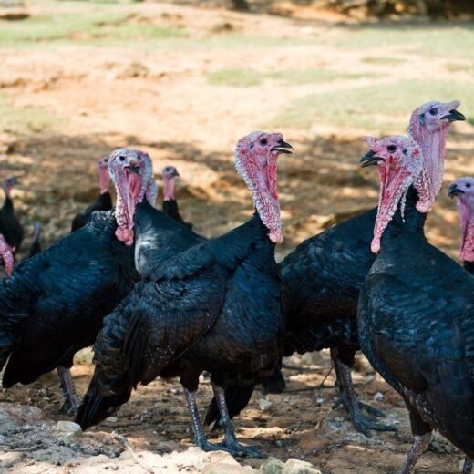 Black Spanish Turkeys