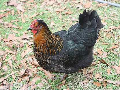 Buy Black Star Chickens For Sale - Image 2