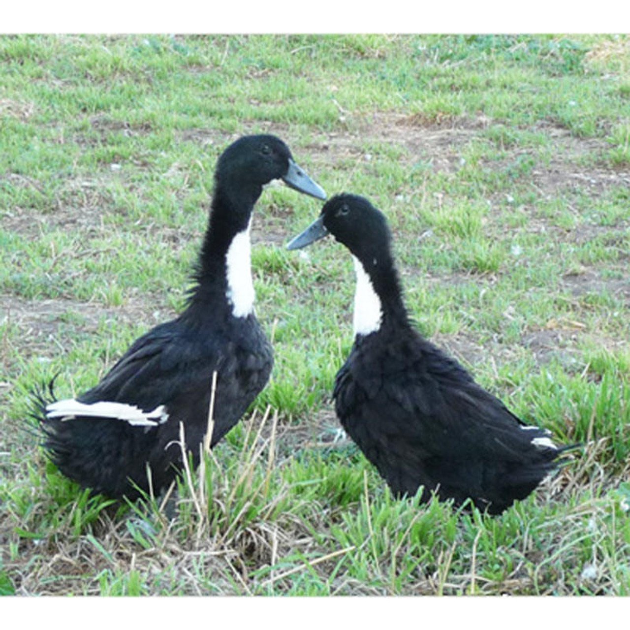 Black Swedish Duck