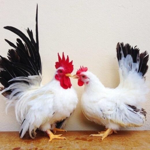 Black Tailed White Japanese Bantam