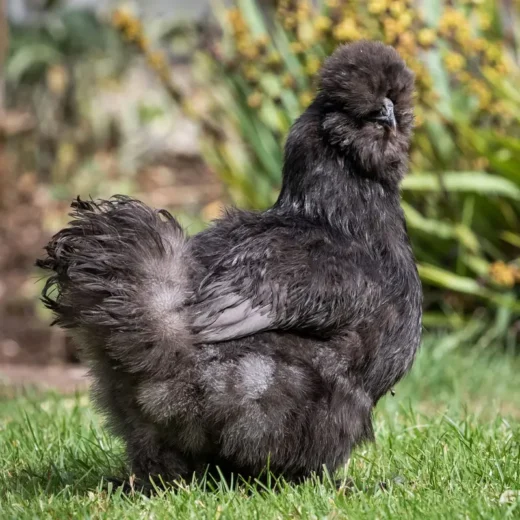 black silkie hens for sale
