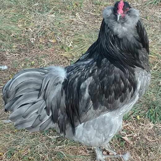 Blue Ameraucana