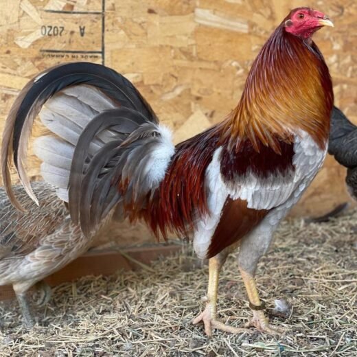 Purebred Blue Grey Gamefowl Brood Cock for sale