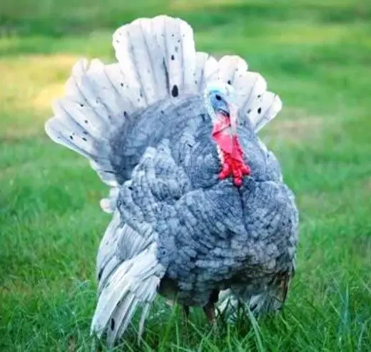 Buy Blue Slate Turkeys For Sale