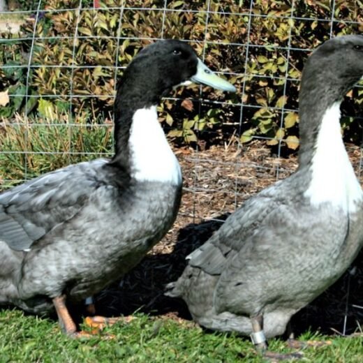 Blue Swedish Duck