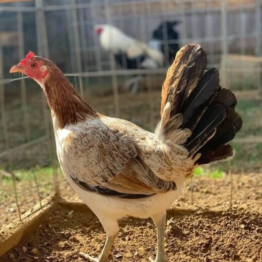 Buy purebred Blueface Hatch gamefowl hens