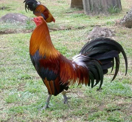 Blueface Hatch