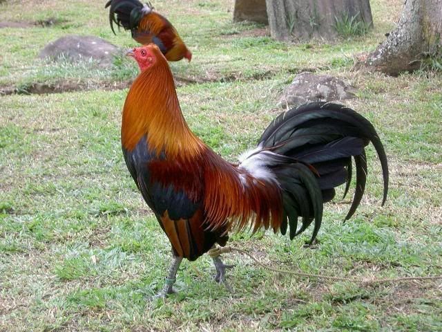 Blueface Hatch