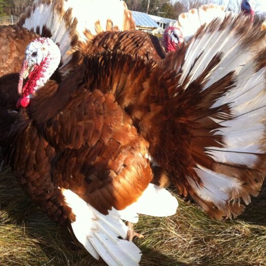 Bourbon Red Turkeys