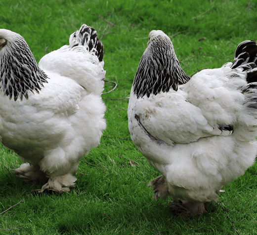 LIGHT BRAHMA CHICKS