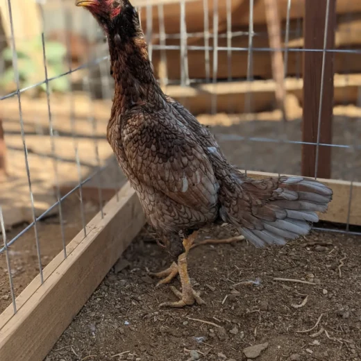 Brazilian Blue Red Gamefowl Hen