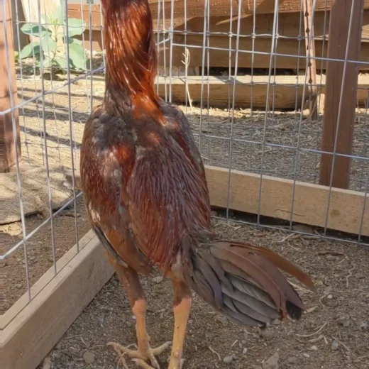 Brazilian Pumpkin gamefowl stag for sale
