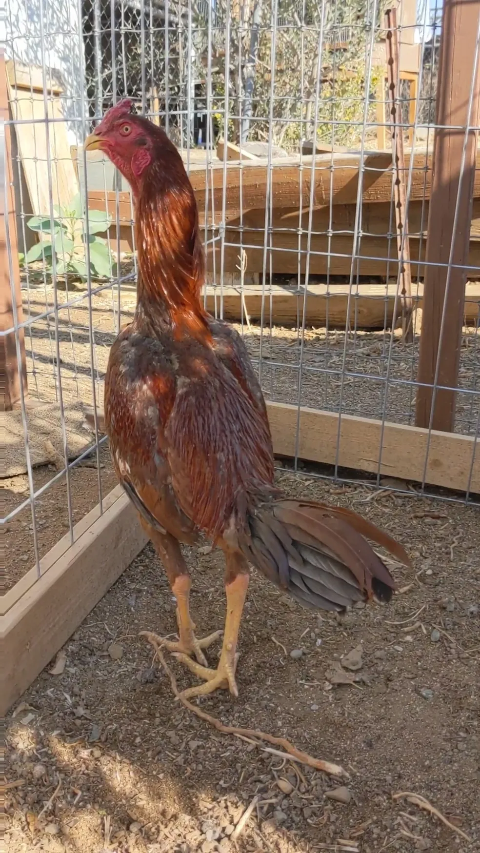 Brazilian Pumpkin gamefowl stag for sale