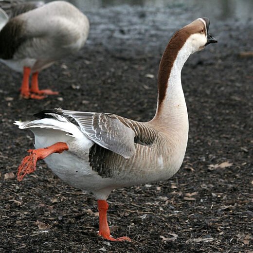 Brown Chinese Geese