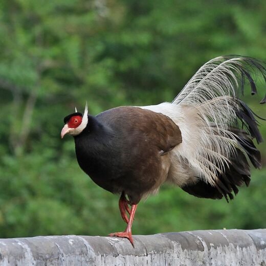 Brown Eared Pheasants