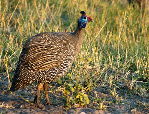 Brown Guineas