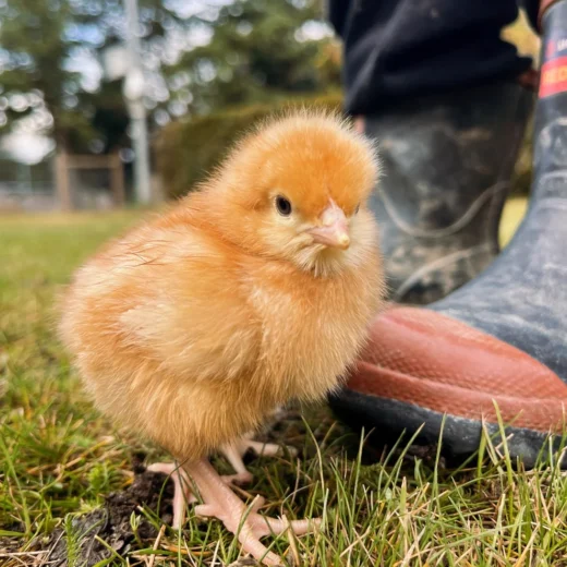 Buy sexed Brown Shaver day-old chicks