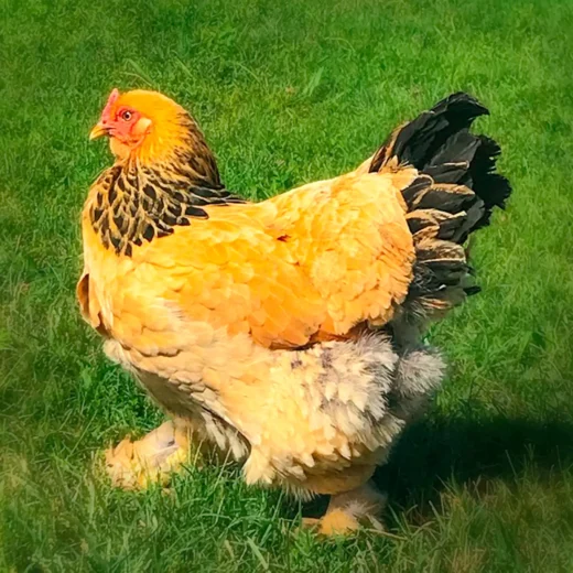 buff brahma bantam hens for sale
