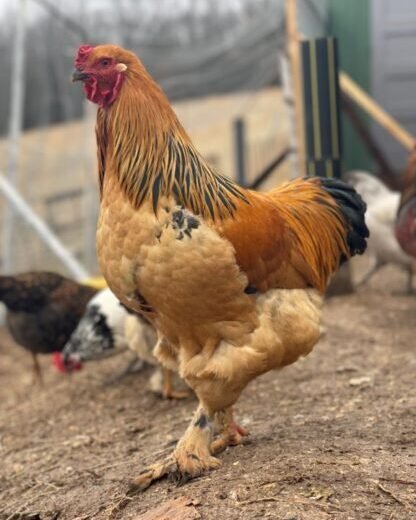 buff brahma roosters for sale