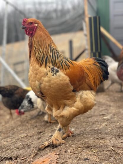buff brahma roosters for sale