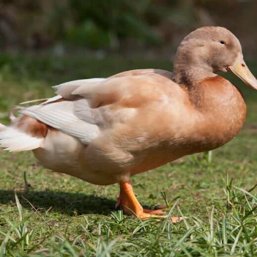 Buy Buff Duck for sale With 2 Egg
