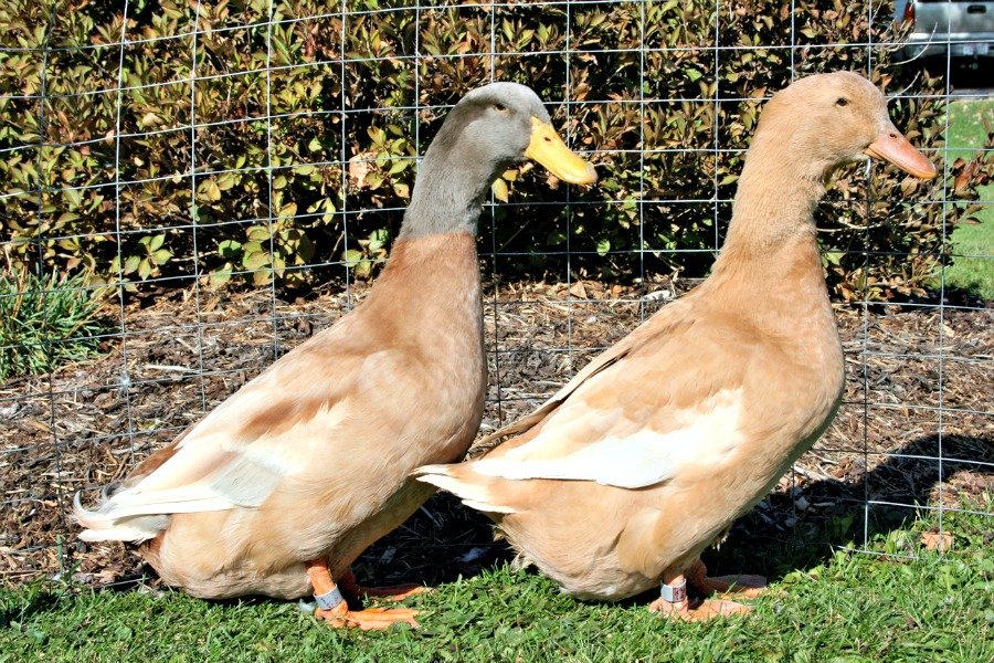 Buy Buff Duck For Sale - Image 2