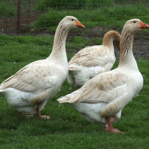 Buy Buff Geese For Sale