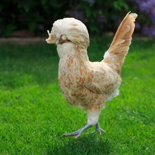 Buy Buff Laced Polish Chicken