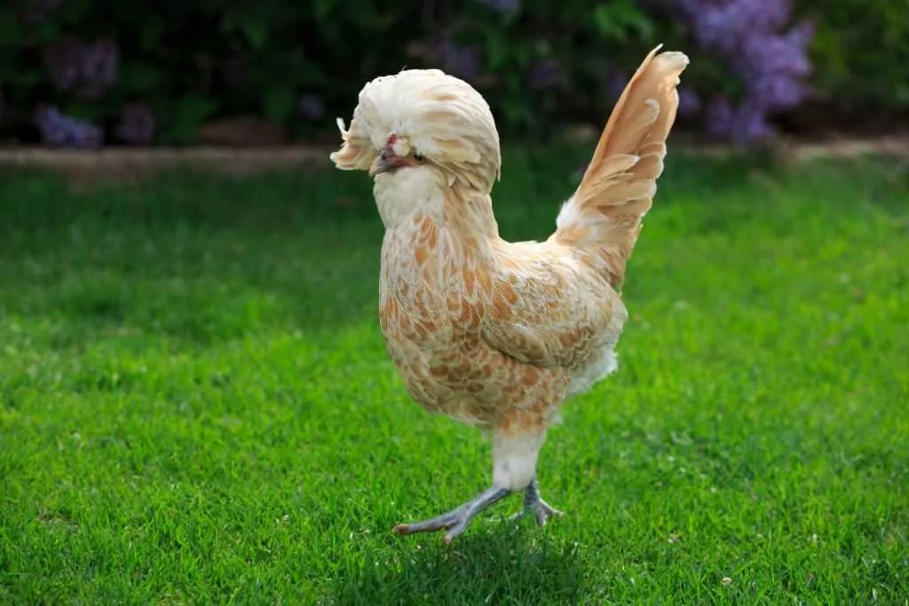 Buy Buff Laced Polish Chicken