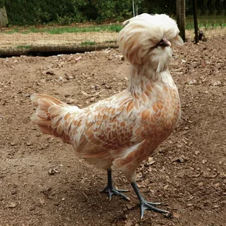 Buy Buff Laced Polish Chicken - Image 4