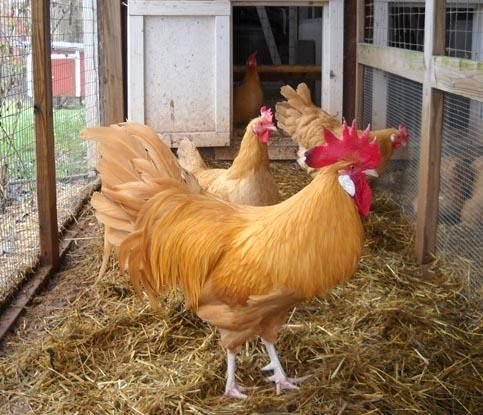 Buff Minorcas Chickens