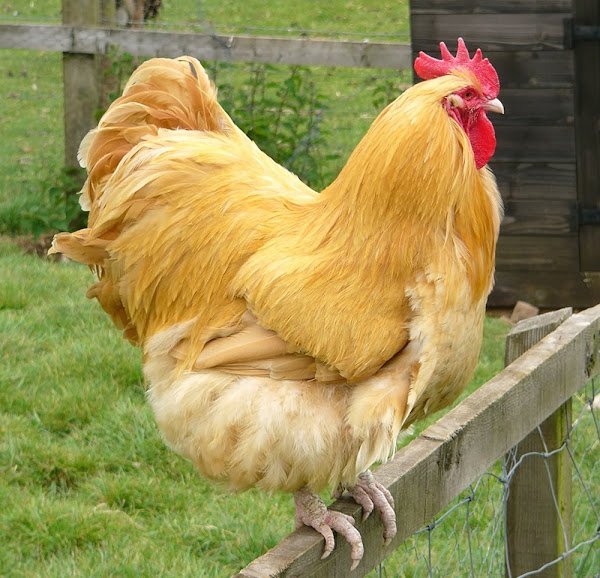 buff orpington roosters for sale - Image 2